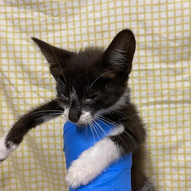 A baby small-sized female Domestic Medium Hair cat named A for adoption in Modesto, CA