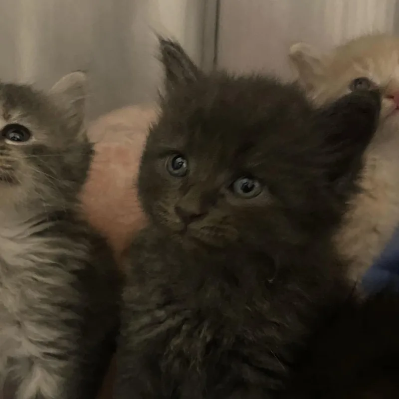 A baby small-sized female Domestic Long Hair cat named Frigidaire for adoption in Spruce Pine, NC