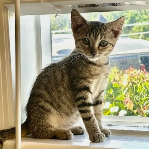 A baby small-sized female Gray / Blue / Silver Domestic Short Hair cat named Emu for adoption in Jupiter, FL