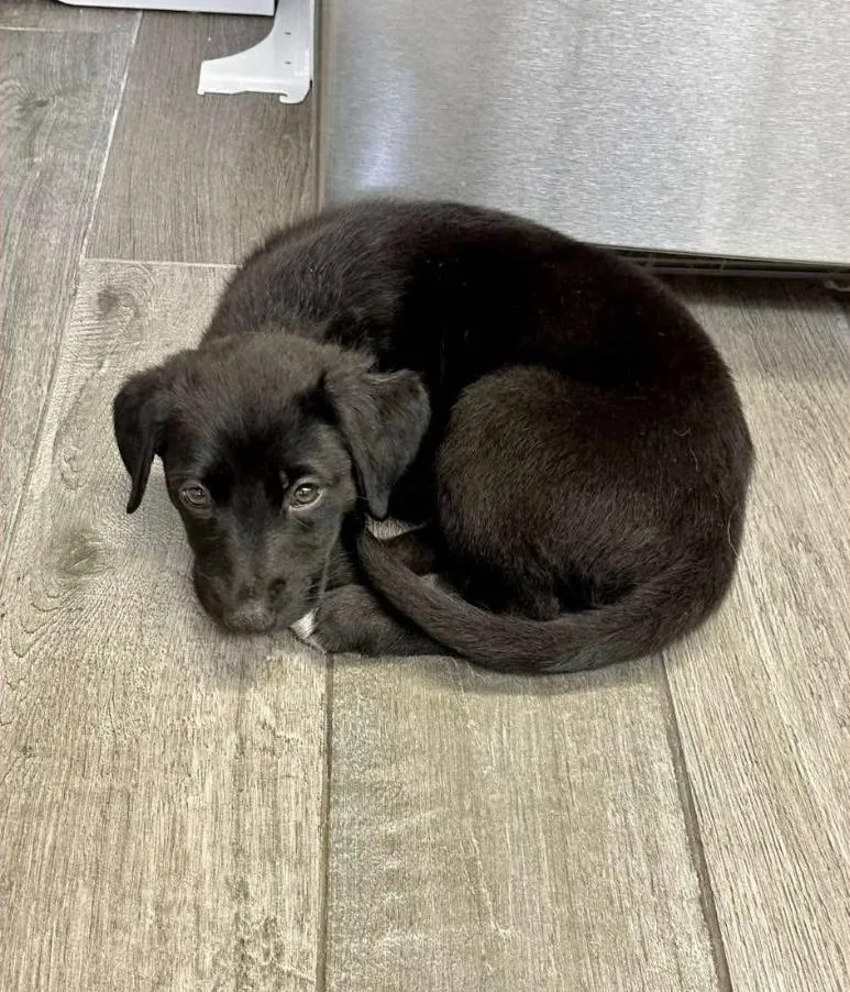 A baby medium-sized female German Shepherd Dog dog named Minnie for adoption in Melbourne , FL