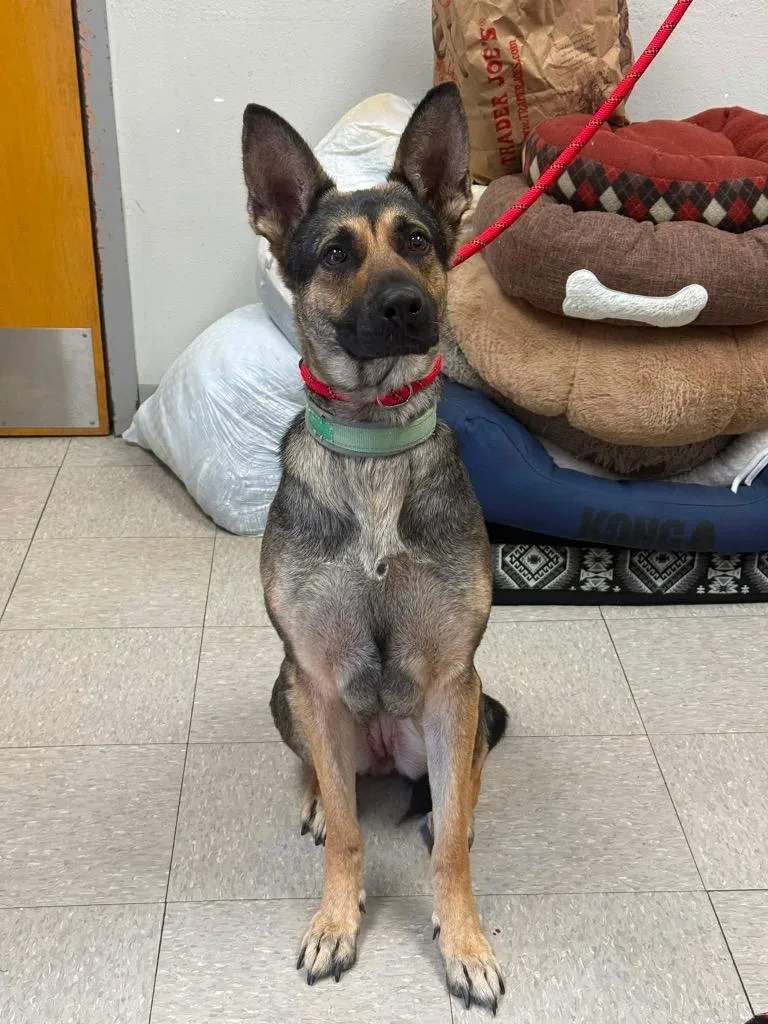 A young medium-sized female German Shepherd Dog dog named Kelly for adoption in Sorrento, LA