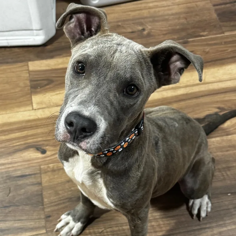 A young medium-sized male Pit Bull Terrier dog named Soda pop for adoption in Hinesville, GA