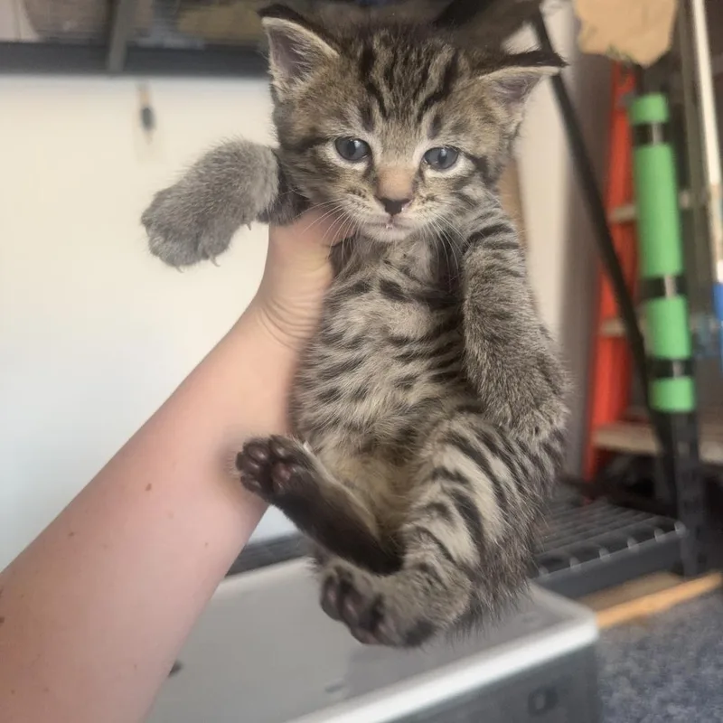 A baby small-sized male Gray / Blue / Silver Domestic Short Hair cat named Kale Bowers for adoption in Woodstock, VA
