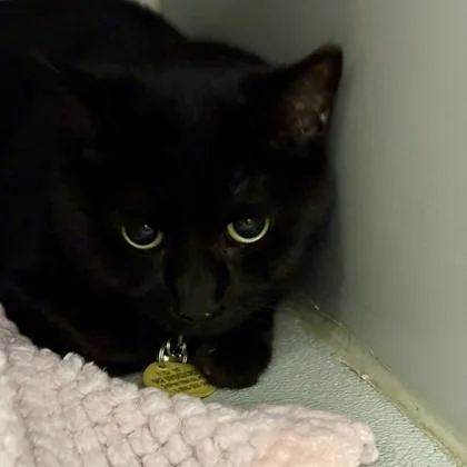 An adult medium-sized female Black Domestic Short Hair cat named Binx for adoption in Lansing, MI