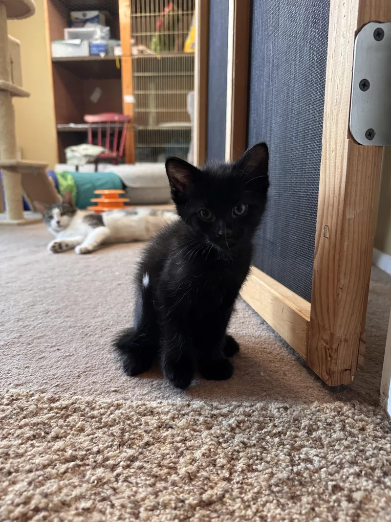 A baby small-sized male Domestic Short Hair cat named Blake for adoption in Bethel Park, PA