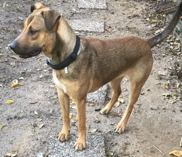 Brittany Super Smart! thumbnail 2