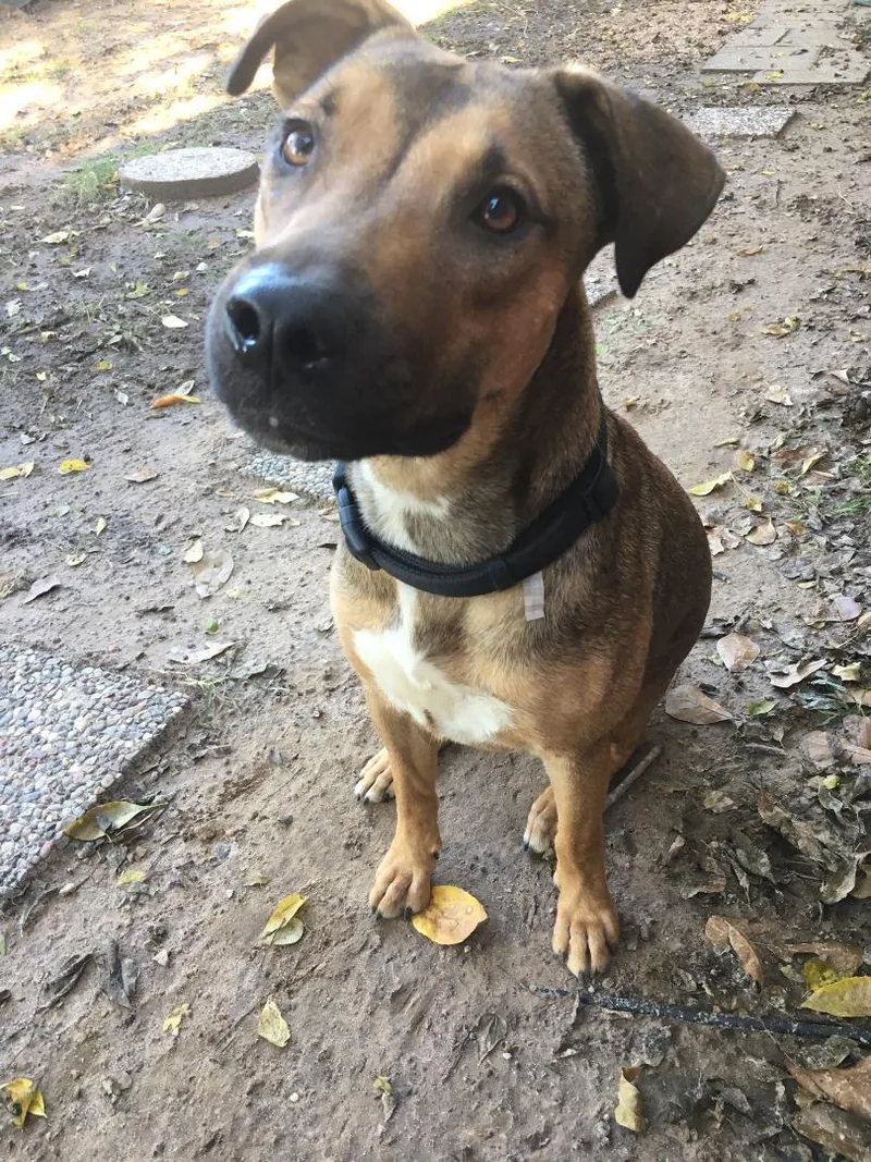 Brittany Super Smart! thumbnail 3