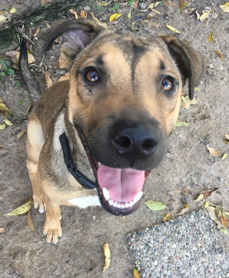 Brittany Super Smart! thumbnail 5