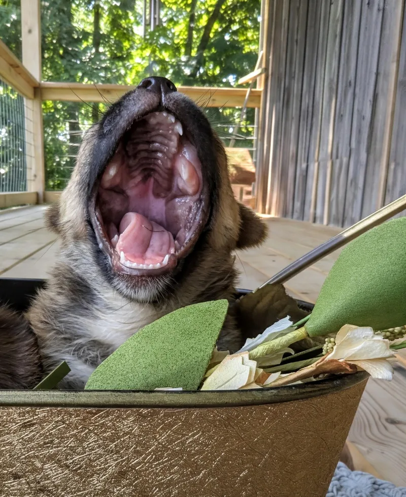 A baby small-sized female Pug dog named Samoa for adoption in Richmond, KY