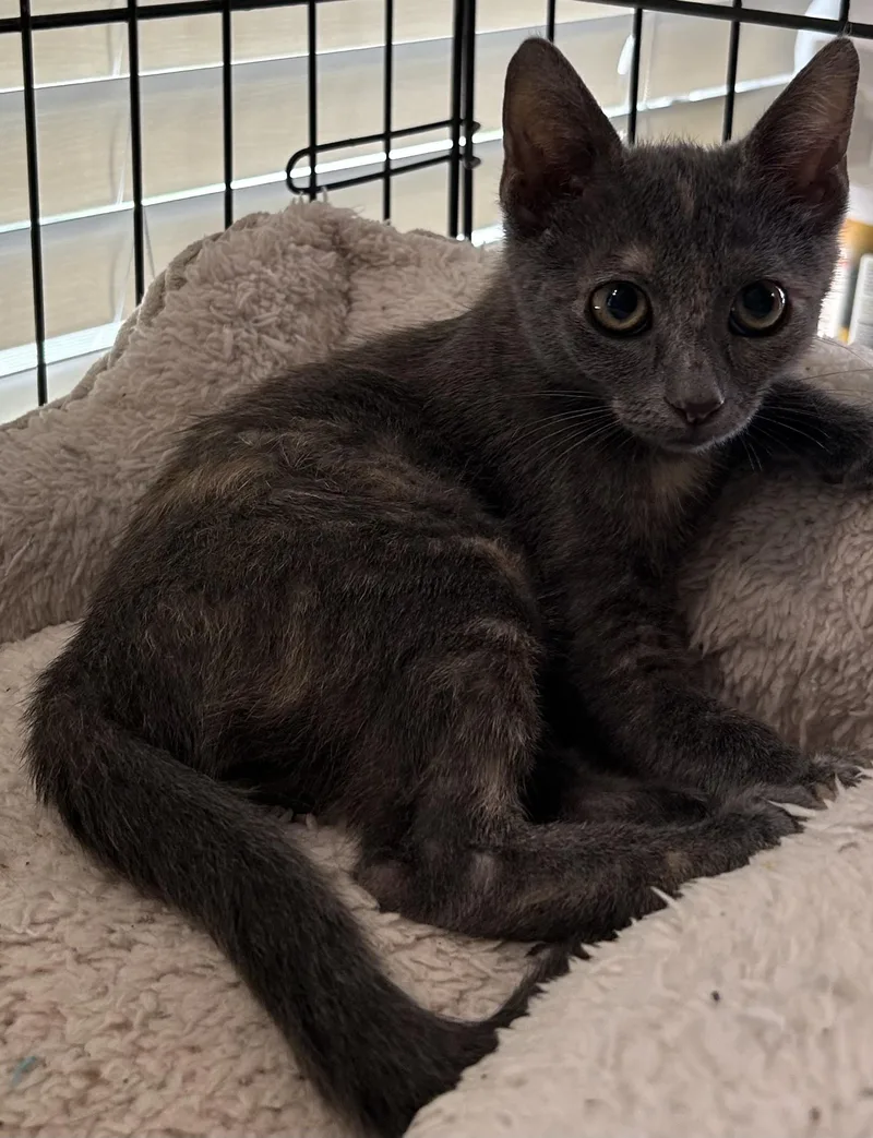 A baby medium-sized female Dilute Tortoiseshell cat named Rosalie for adoption in Ponchatoula, LA