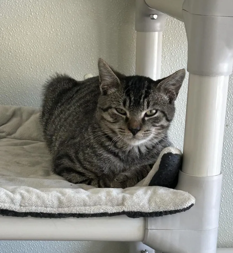 A baby medium-sized male Tabby (Brown / Chocolate) Domestic Short Hair cat named Kimchi for adoption in Suffolk, VA