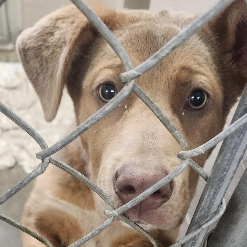 A baby medium-sized female Brown / Chocolate Husky dog named Fried Pickles for adoption in Muncie, IN