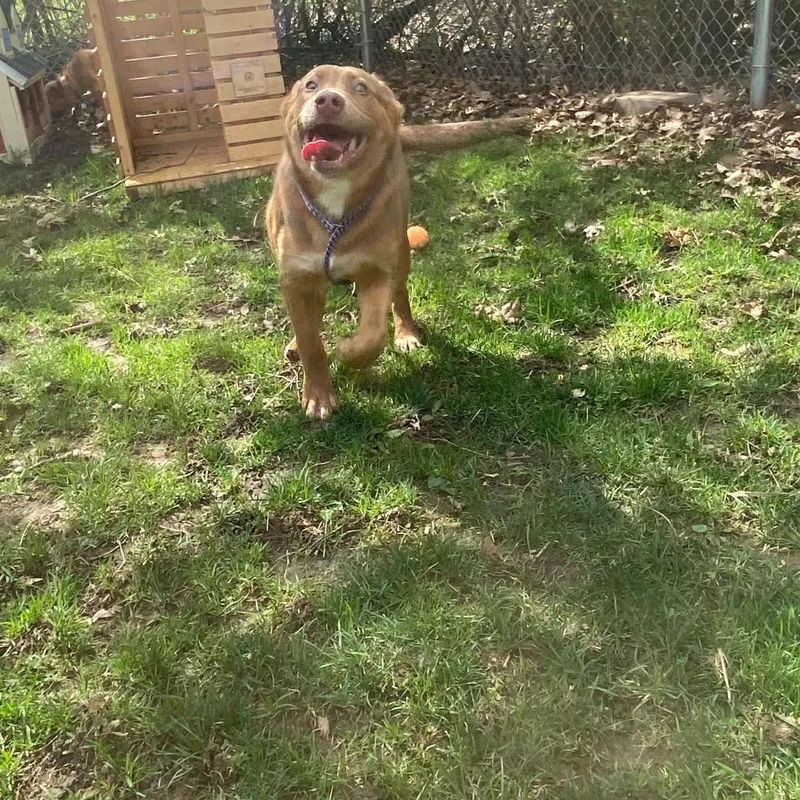 Fried Pickles thumbnail 2