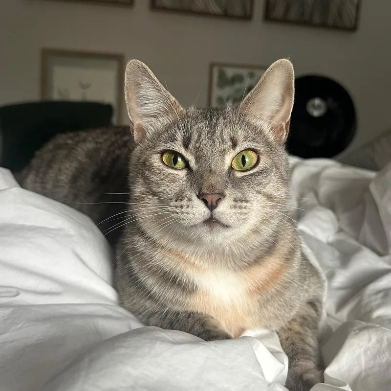 Cinco De Mayo Read thumbnail 2