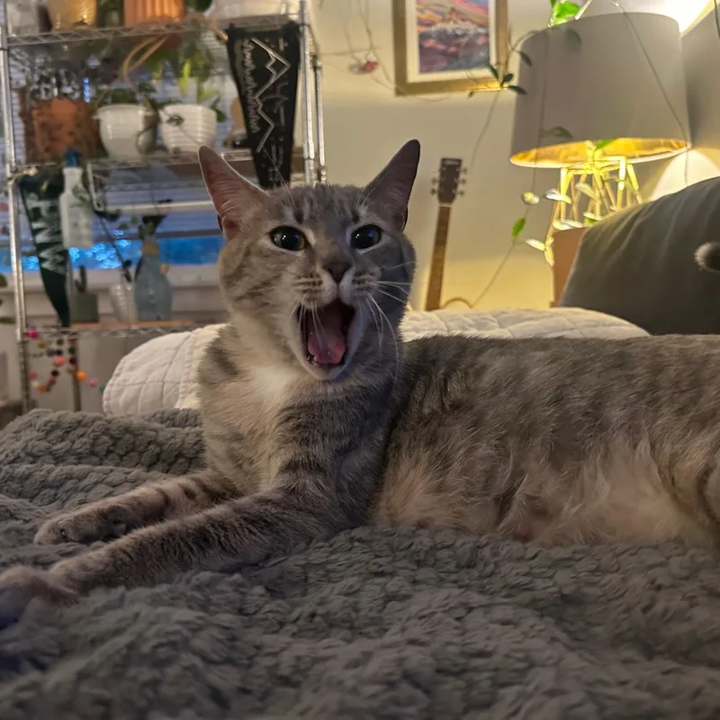 Cinco De Mayo Read thumbnail 3