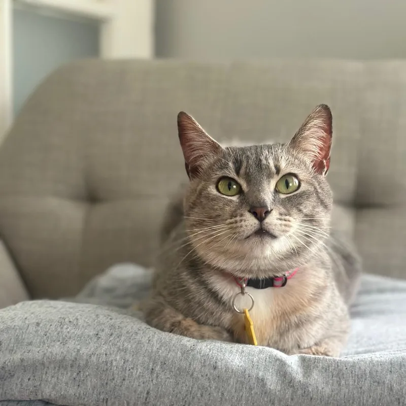 A young medium-sized female Tabby (Gray / Blue / Silver) Domestic Short Hair cat named Cinco De Mayo Read for adoption in Portland, OR