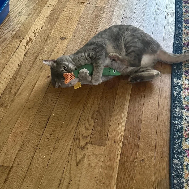 Cinco De Mayo Read thumbnail 4