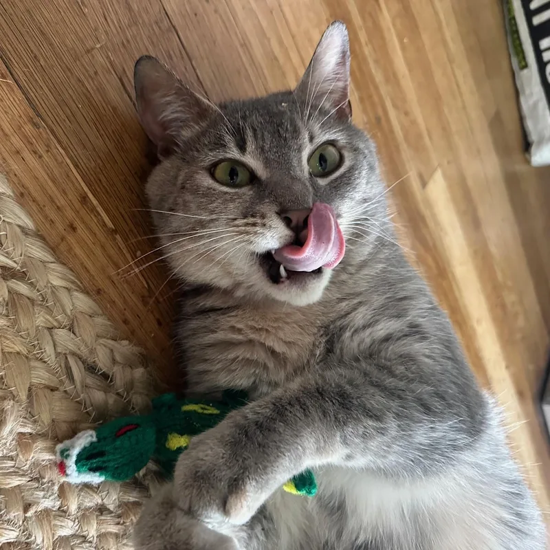 Cinco De Mayo Read thumbnail 5