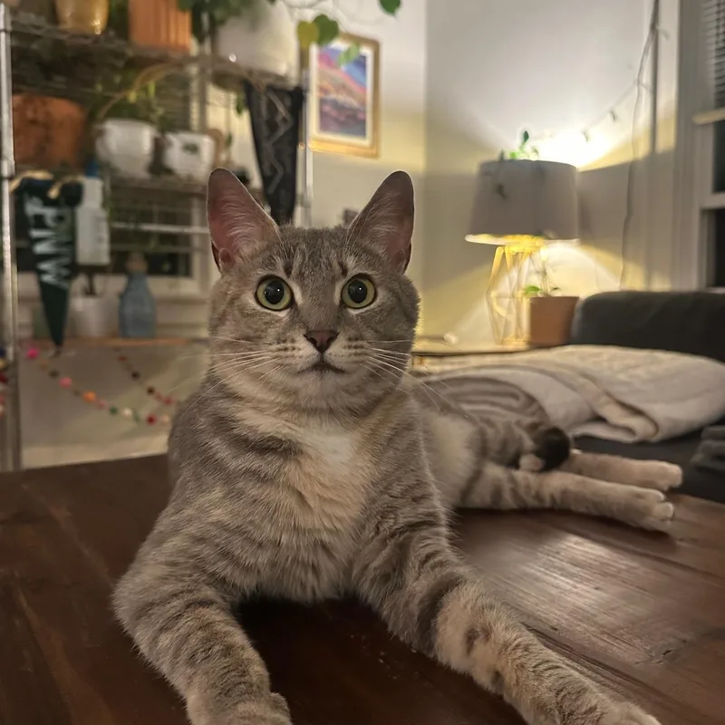 Cinco De Mayo Read thumbnail 6