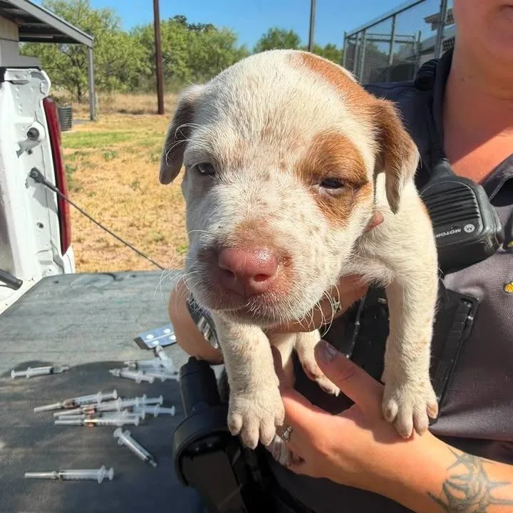 A baby small-sized female Cattle Dog dog named Kate for adoption in Buchanan Dam, TX