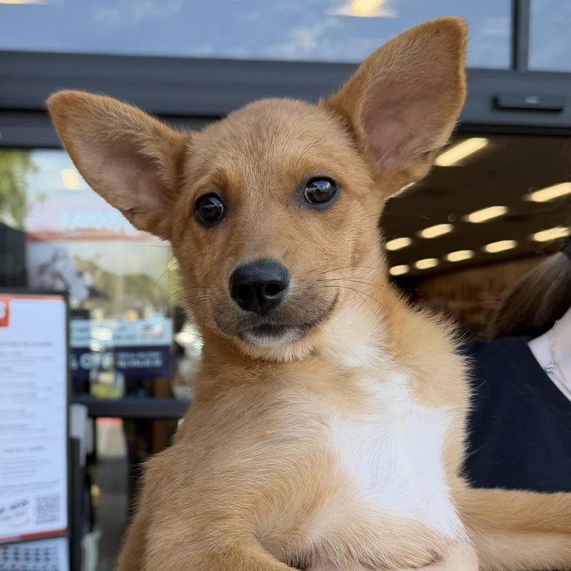 A baby medium-sized female Golden Retriever dog named Salta for adoption in San Diego, CA