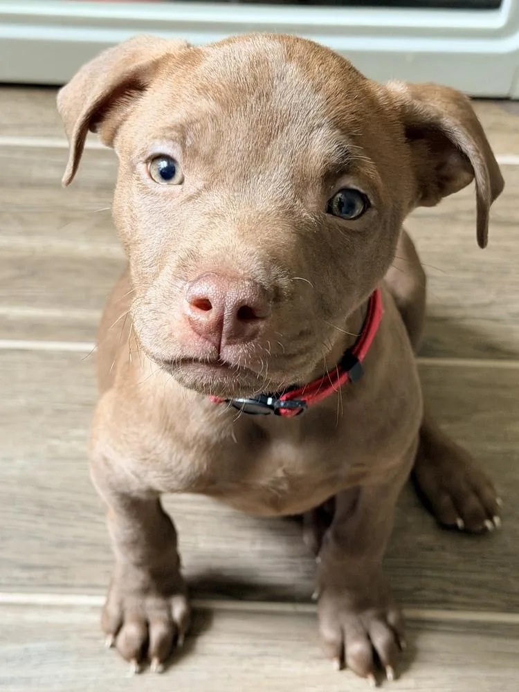 A baby small-sized female Brown / Chocolate American Bulldog dog named Pineberry Walmart Pink for adoption in Lakeland, FL