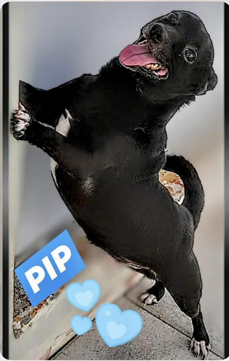 Pip thumbnail 3