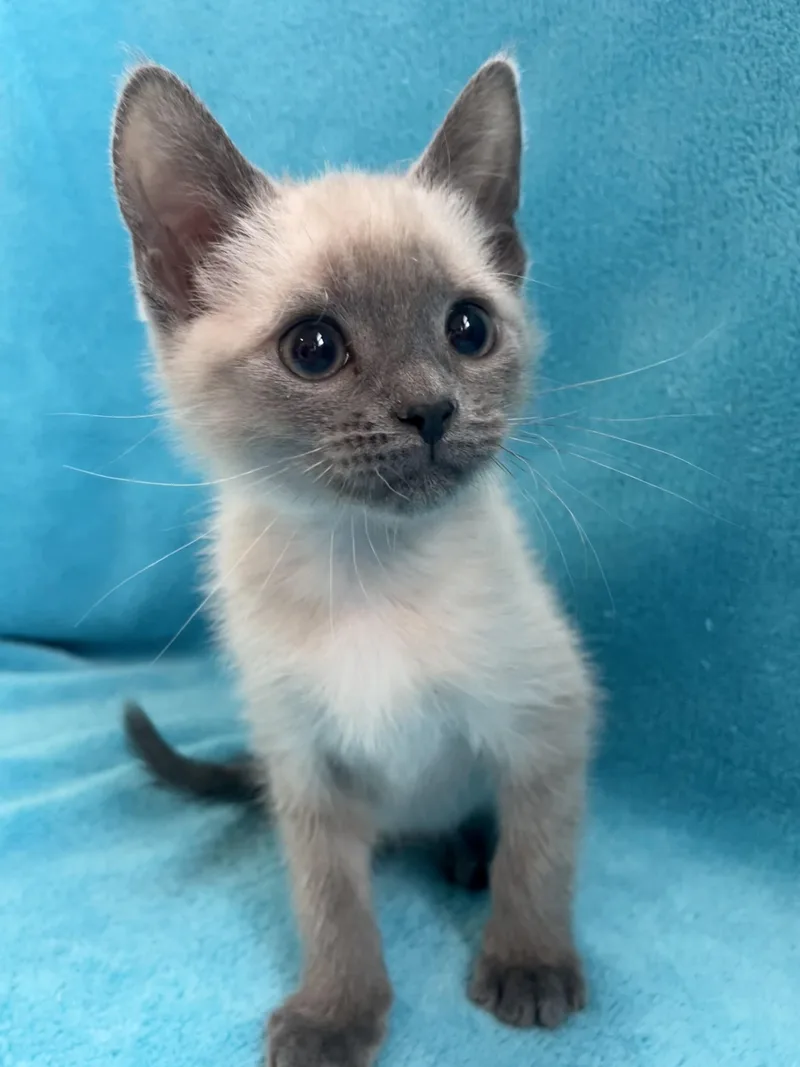 A baby medium-sized male Lilac Point Siamese cat named Ponyboy for adoption in Greensboro, NC