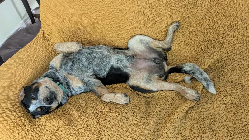 Domino : One Handsome thumbnail 2