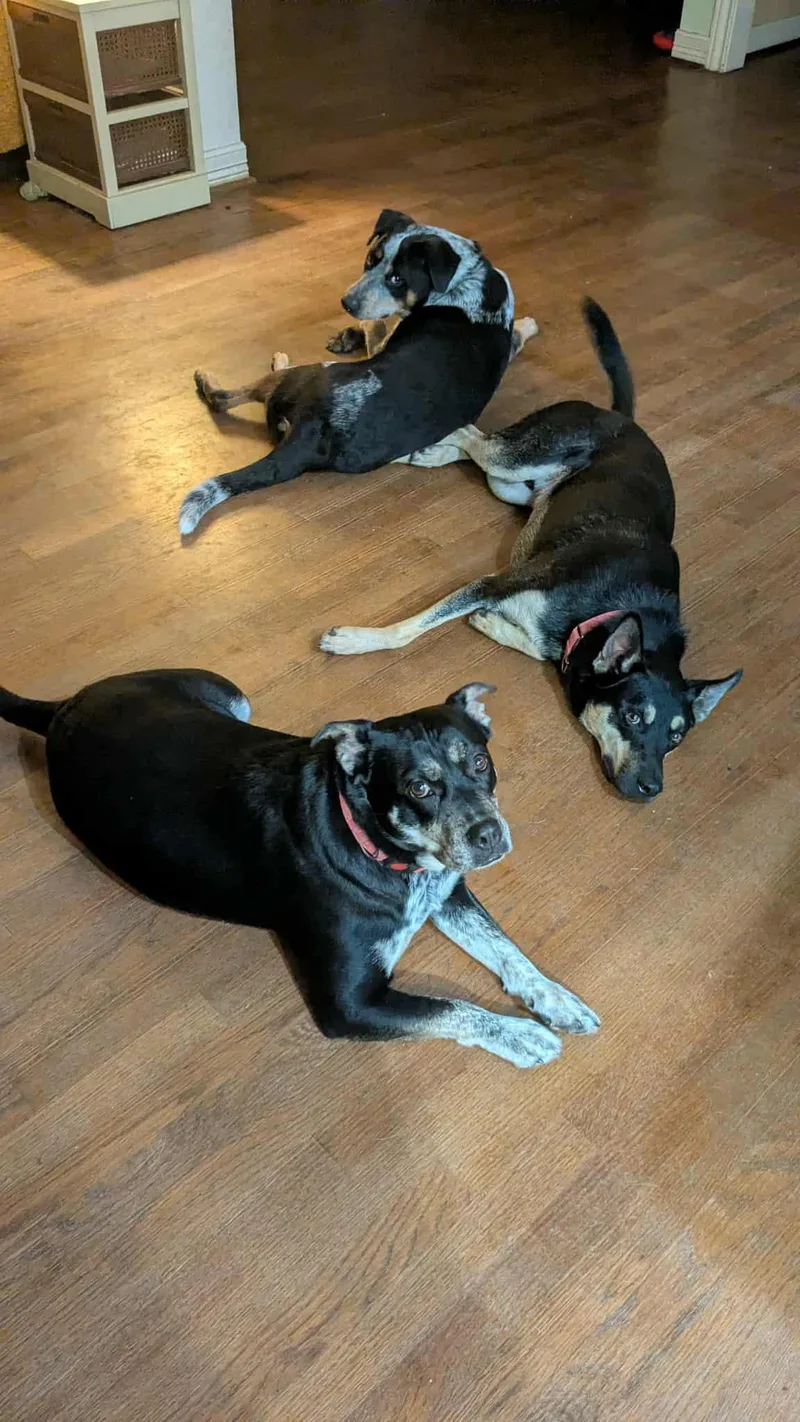 Domino : One Handsome thumbnail 3