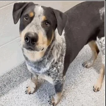 Domino : One Handsome