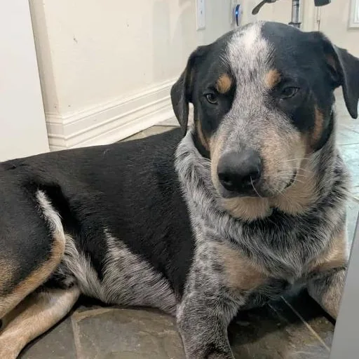 Domino : One Handsome thumbnail 4