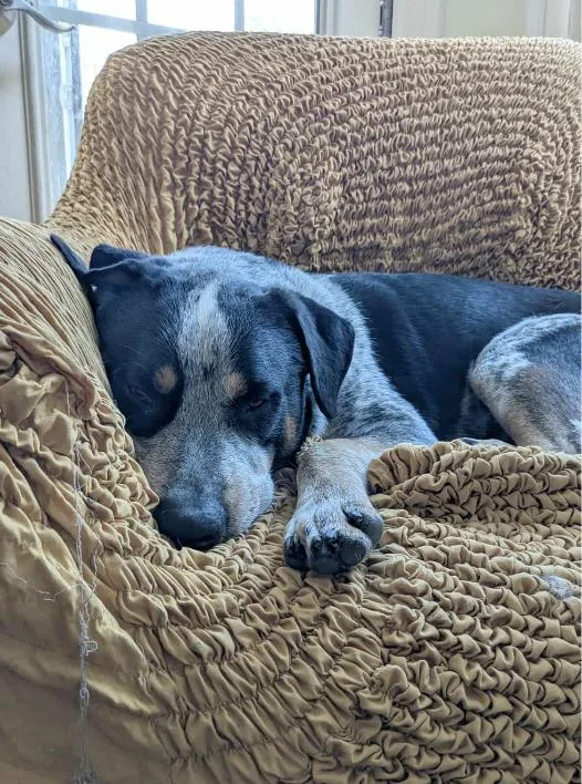 Domino : One Handsome thumbnail 5