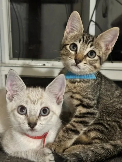 A baby medium-sized male Tabby (Buff / Tan / Fawn) Domestic Short Hair cat named Breeze for adoption in Houston, TX