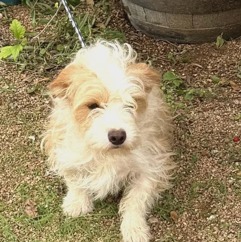 A young small-sized male Golden Norfolk Terrier dog named Suggar for adoption in Williston, VT