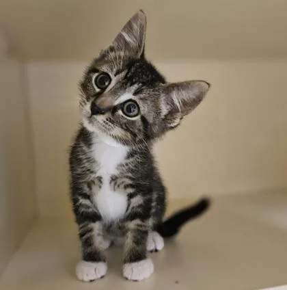 A baby small-sized male Domestic Short Hair cat named Fudge for adoption in Verona, WI