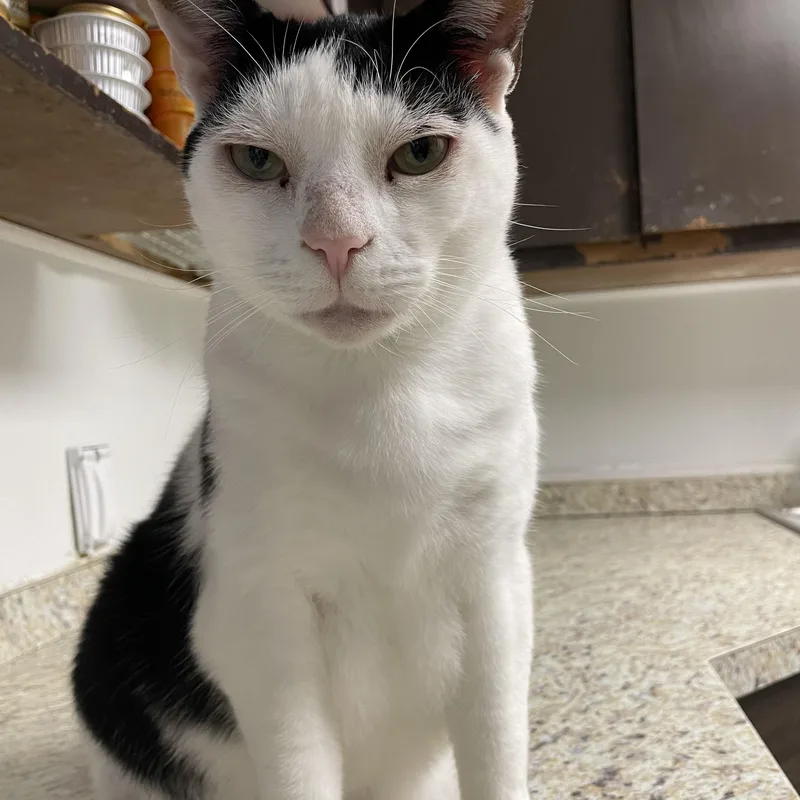 An adult large-sized male White Domestic Short Hair cat named Angel for adoption in Colonia, NJ