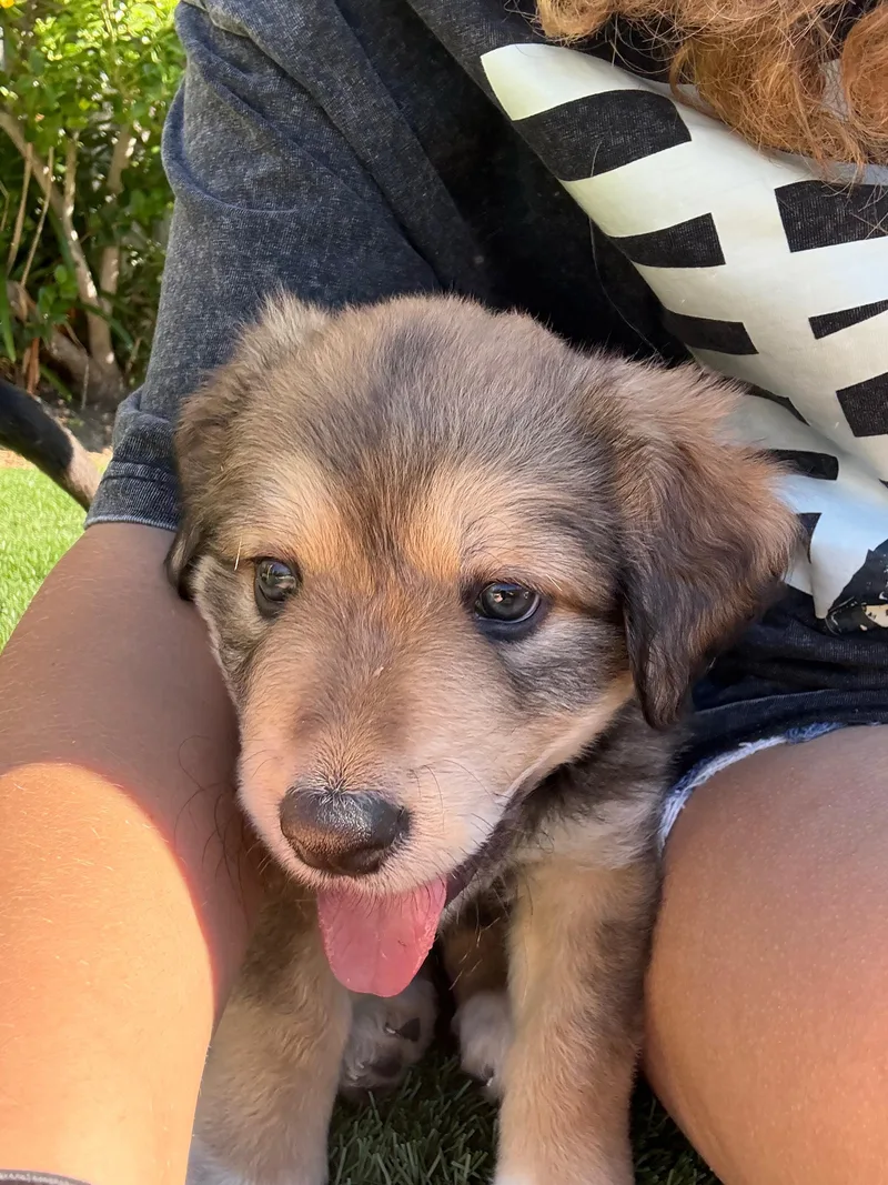A baby small-sized female German Shepherd Dog dog named Victoria for adoption in Discovery Bay, CA