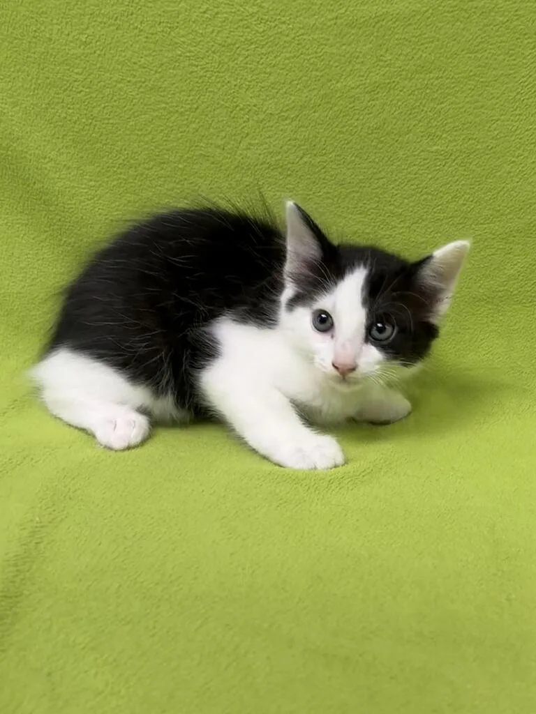 A baby medium-sized female Black Domestic Medium Hair cat named Coral for adoption in Valdosta, GA