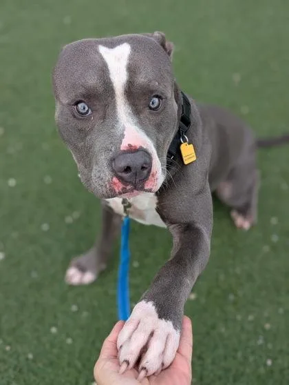 A baby large-sized male Gray / Blue / Silver Pit Bull Terrier dog named Ghost for adoption in Cleveland, OH