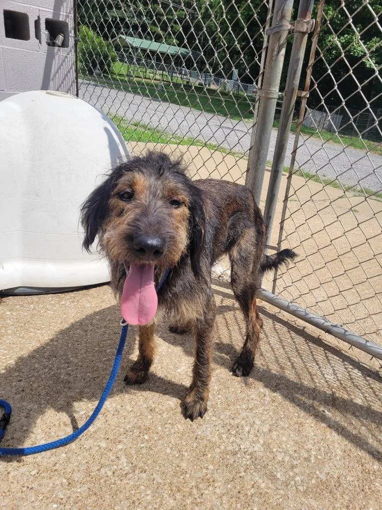 A young large-sized male Mixed Breed dog named Malkie for adoption in Lawrenceburg, TN