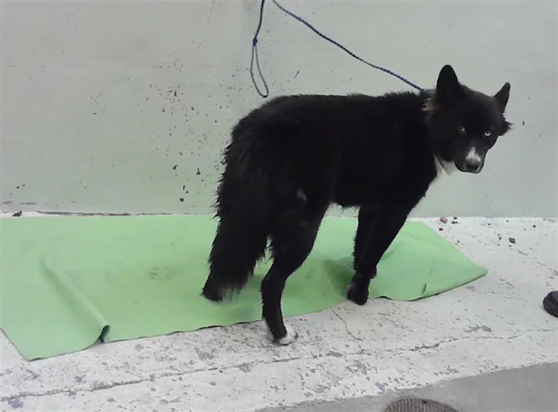 An adult medium-sized female Husky dog named Bear for adoption in Houston, TX