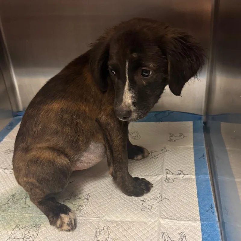 A baby small-sized female Brindle Mixed Breed dog named Princess for adoption in Columbus, GA