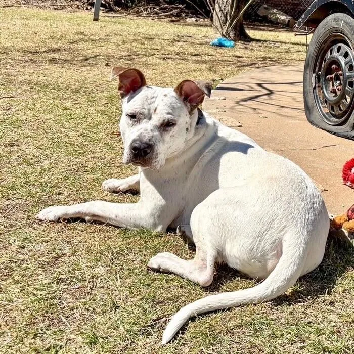 An adult medium-sized male White / Cream Mixed Breed dog named Hank The Handsome for adoption in lawton, OK