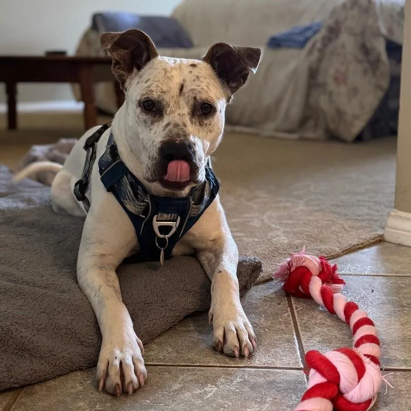 Hank The Handsome thumbnail 2