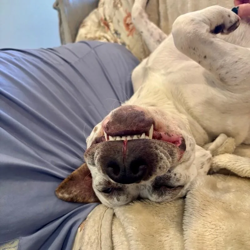 Hank The Handsome thumbnail 5