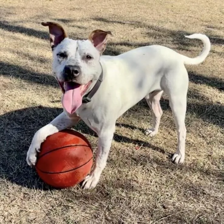 Hank The Handsome thumbnail 6