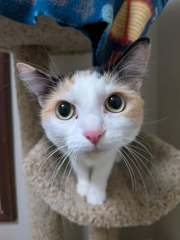 An adult medium-sized female Domestic Short Hair cat named Lolah for adoption in Duxbury, MA