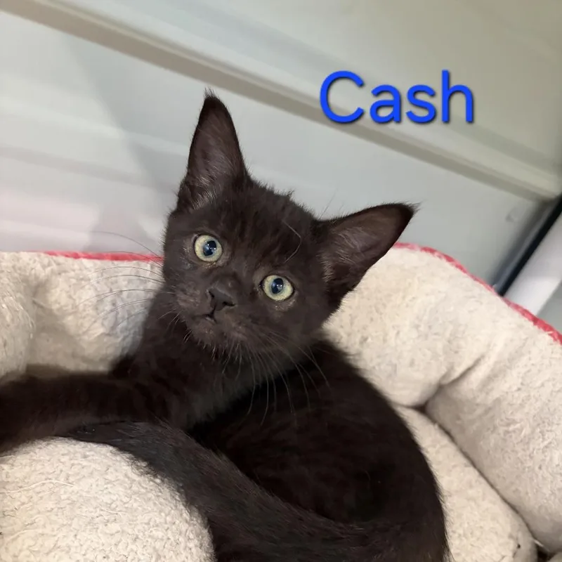 A baby small-sized male Black Domestic Short Hair cat named A Cash for adoption in Centralia, WA