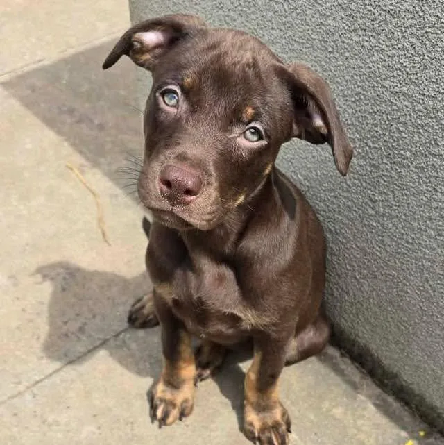 A baby large-sized female Labrador Retriever dog named Mallorie for adoption in Grand Bay, AL